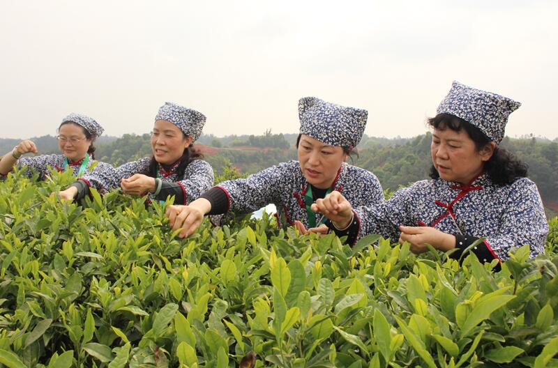 为宜宾早茶打CALL 宜宾早茶“粉丝团”活动举行