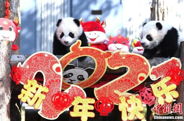 Giant panda cubs meet the public to mark start of spring