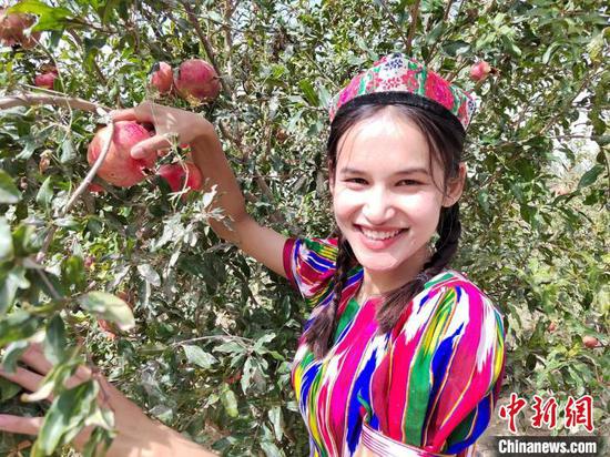 Xinjiang sees bumper pomegranate harvest