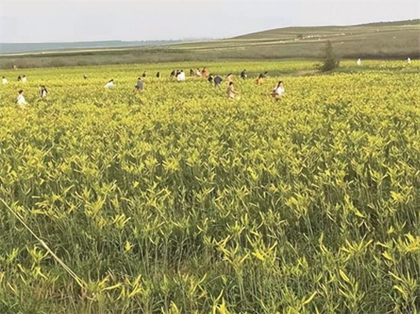 山西大同：让黄花成为老百姓的“致富花”