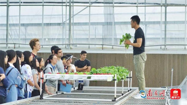 根在湾区丨香港“新农人”把江门蔬菜卖往世界