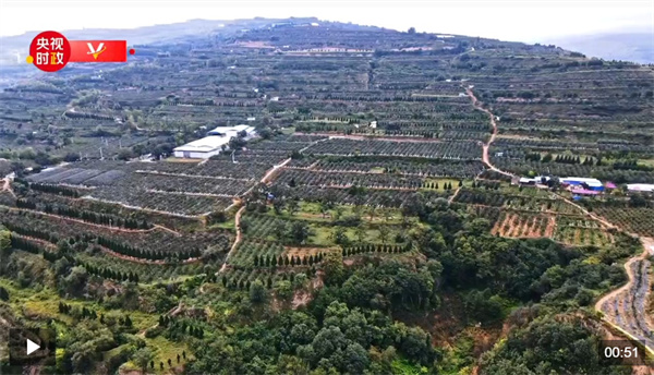 习近平甘肃行丨一颗苹果映红百姓致富路——走进麦积区南山花牛苹果基地