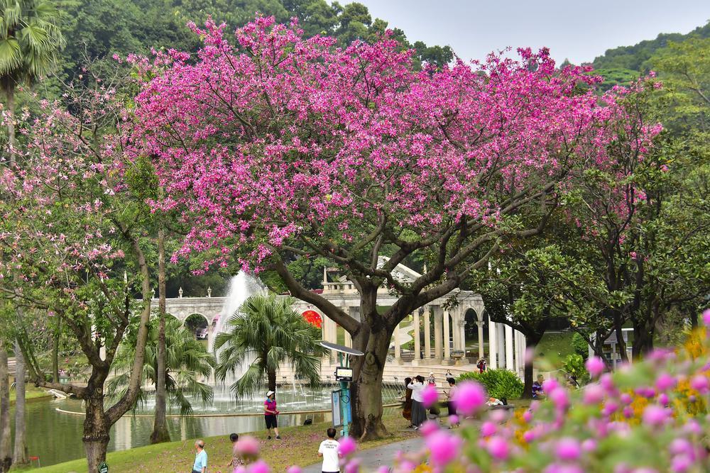 【大美广东】The silk floss trees in Baiyun Mountain, Guangzhou, present an autumn romance  “粉”出朋友圈！广州市白云山异木棉上演秋日浪漫