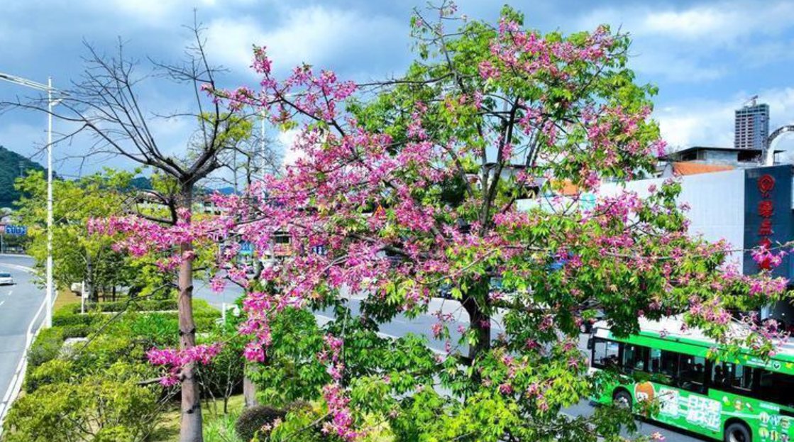 【大美广东】Zengcheng, Guangzhou: The silk floss trees are in full bloom, bringing pink romance to autumn  广州增城：“美人树”花开正当时，秋日粉色浪漫来了