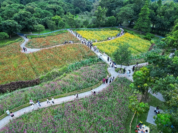 【大美广东】When the Guangzhou zinnias form a sea of flowers, let's experience the romance of autumn together  邂逅秋日浪漫，广州百日菊花海上线