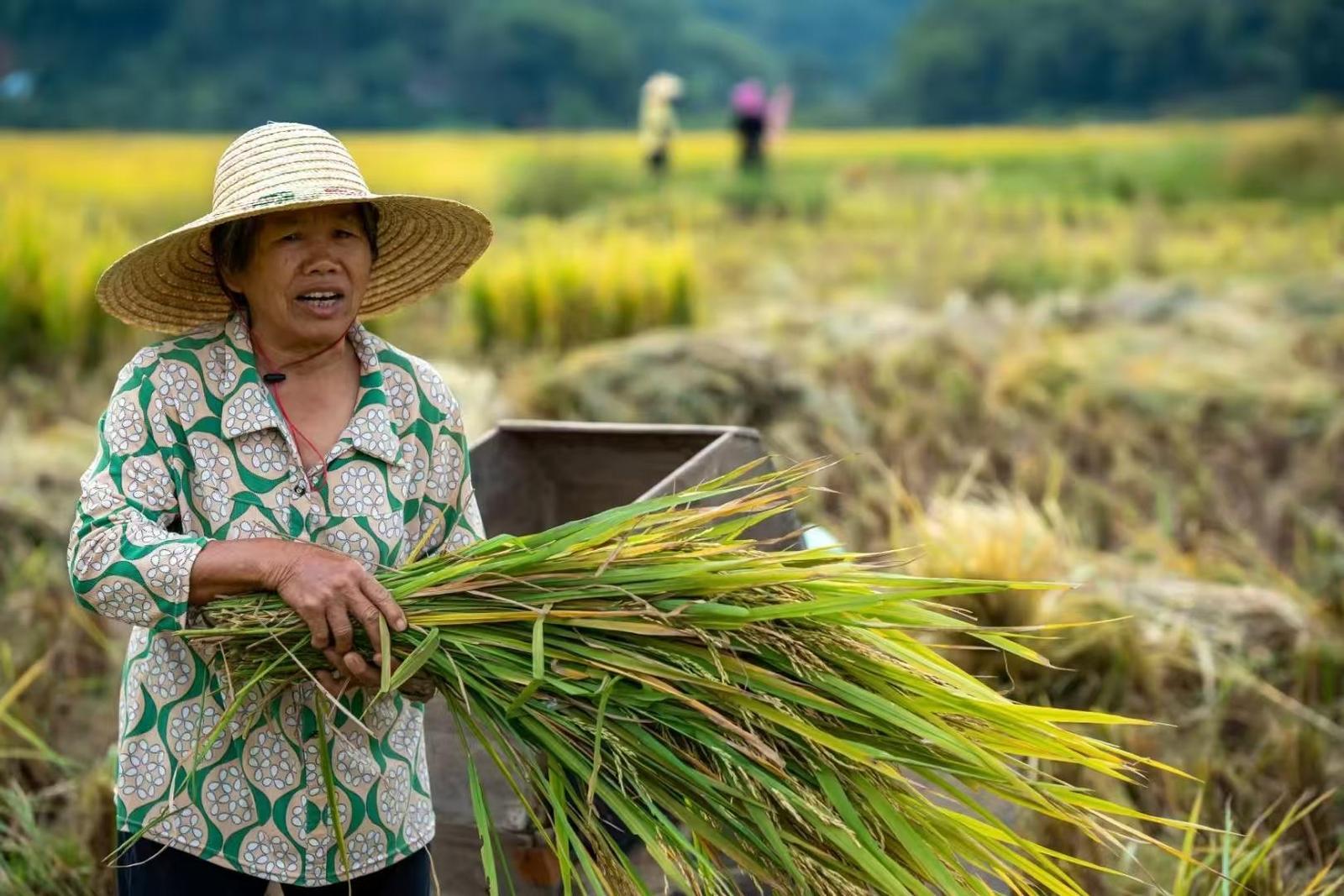 【大美广东】The rice fields in Yunfu City's Yunan County have had a good harvest, as beautiful as a painting 云浮郁南晚造粮食丰收在望，稻田美景如画卷