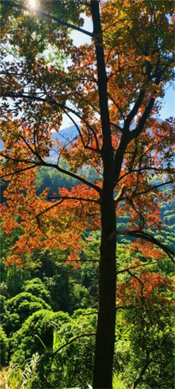 【大美广东】The mountains and plains are full of beautiful red leaves! The 22nd Red Leaf Festival opened at the Shimen National Forest Park  满山彩林胜春华！石门国家森林公园红叶观赏节开幕