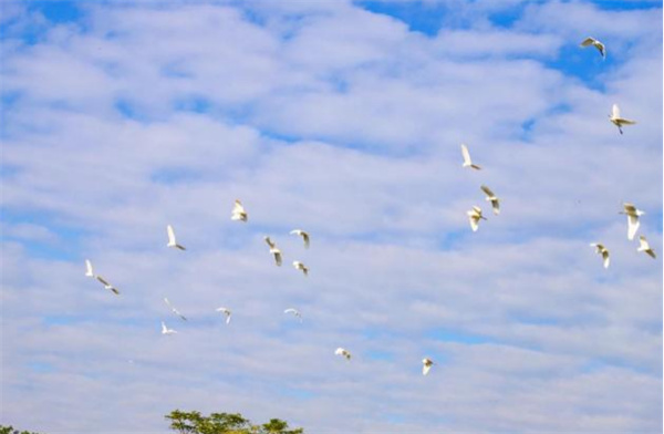 【大美广东】The bird population in Xinyi has increased, with flocks of egrets flying together  信宜生态“朋友圈”不断扩容，鸟类栖息地群鹭齐飞