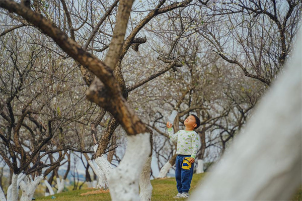 【大美广东】In Guangzhou, the snow-like plum blossoms are in full bloom  踏“雪”寻梅，广州梅花开