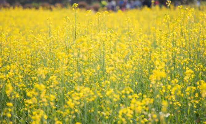 Metro guide to spring blooms in Guangzhou