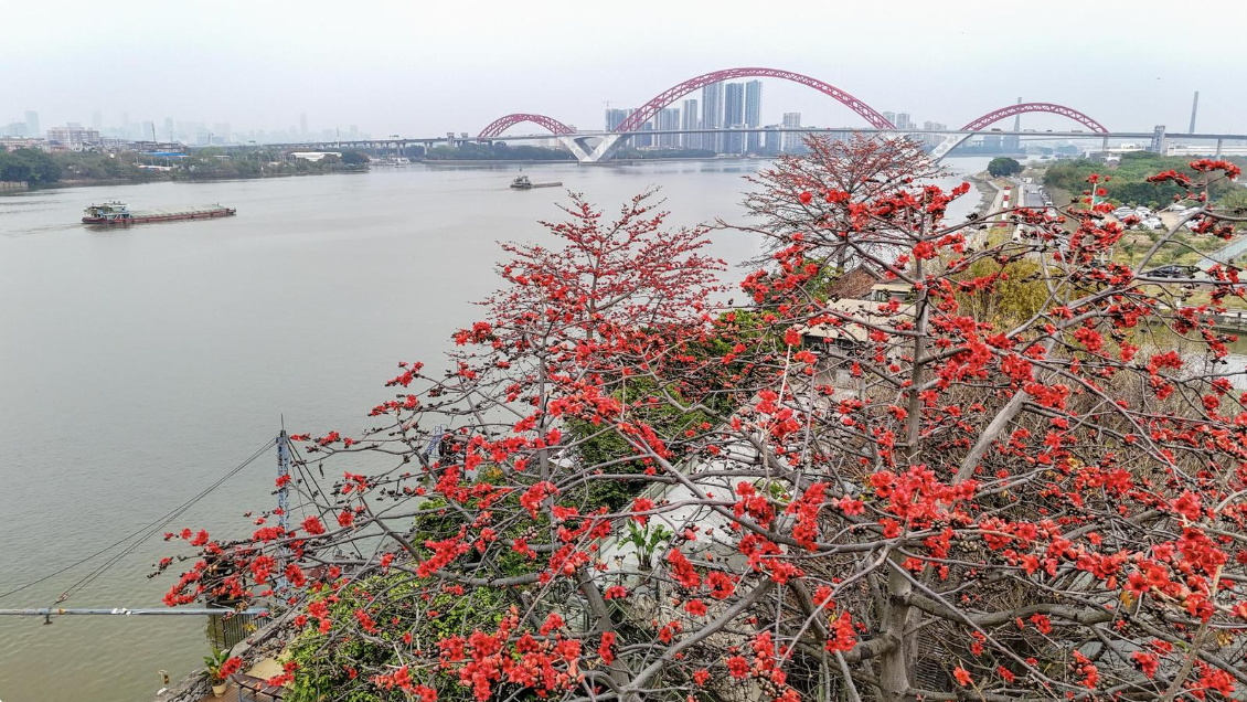 图集｜英雄花开满城红，广州木棉花盛放