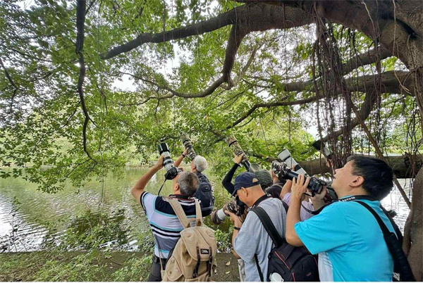 【大美广东】Bird Photography Invitation: Guangzhou Lies on One of the World's Busiest Migration Routes  广东“打鸟”（鸟类摄影）邀约：全球最繁忙的候鸟迁徙通道经此……