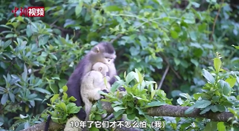 云南迪庆：巡护员见证滇金丝猴“猴丁兴旺”