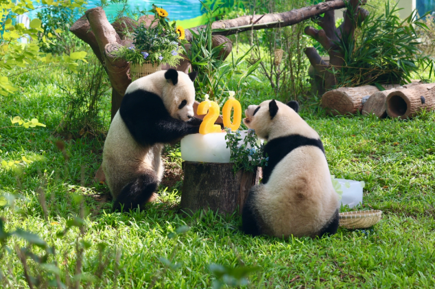 解锁“5蚊”一只大熊猫！广州动物园新大熊猫馆正式开放