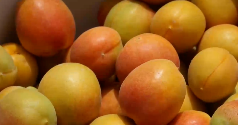 拜城：“酸甜苦辣”打造特色惠农产业