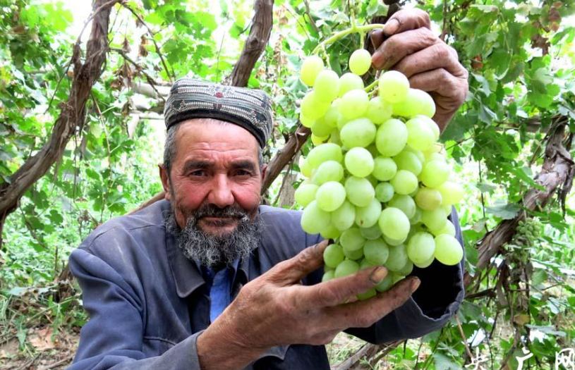 沙雅县：葡萄主题活动 共享丰收喜悦