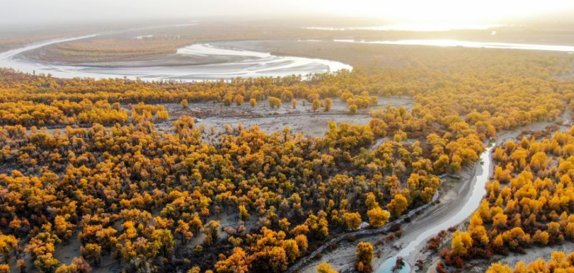 胡杨披金时，邂逅千年龟兹