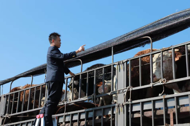 关口前移，琼州海峡两岸共链：徐闻动物前置查验区背后的粤琼协同战略