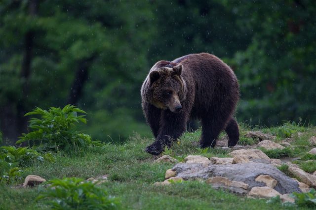 罗马尼亚山区生活多达9000只熊