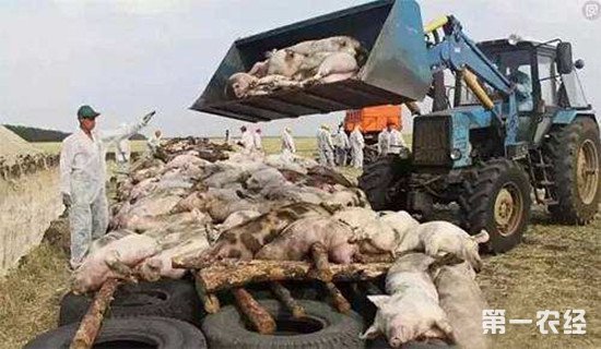 非洲猪瘟肆虐 罗马尼亚已无害化处理5万头猪
