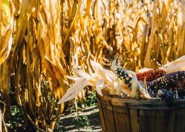 罗马尼亚农业大丰收成欧盟最大的玉米生产国