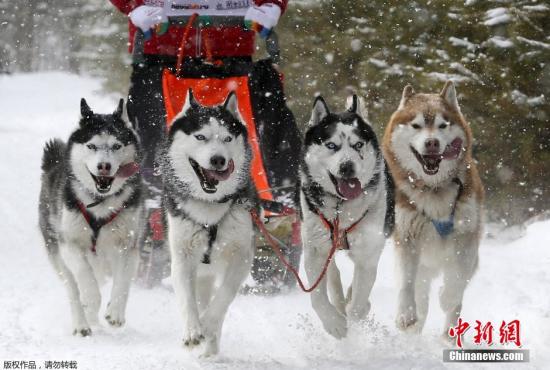 丹麦承认狗拉雪橇为正式交通工具 2019年起可上路