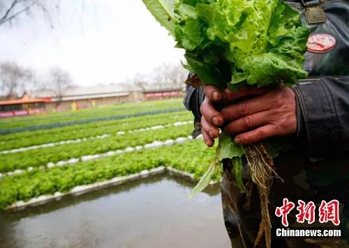 好日子是“种”出来的 华人在海外点亮种菜技能