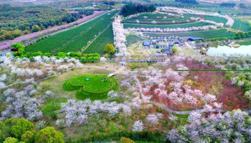 凤凰沟樱花谷航拍