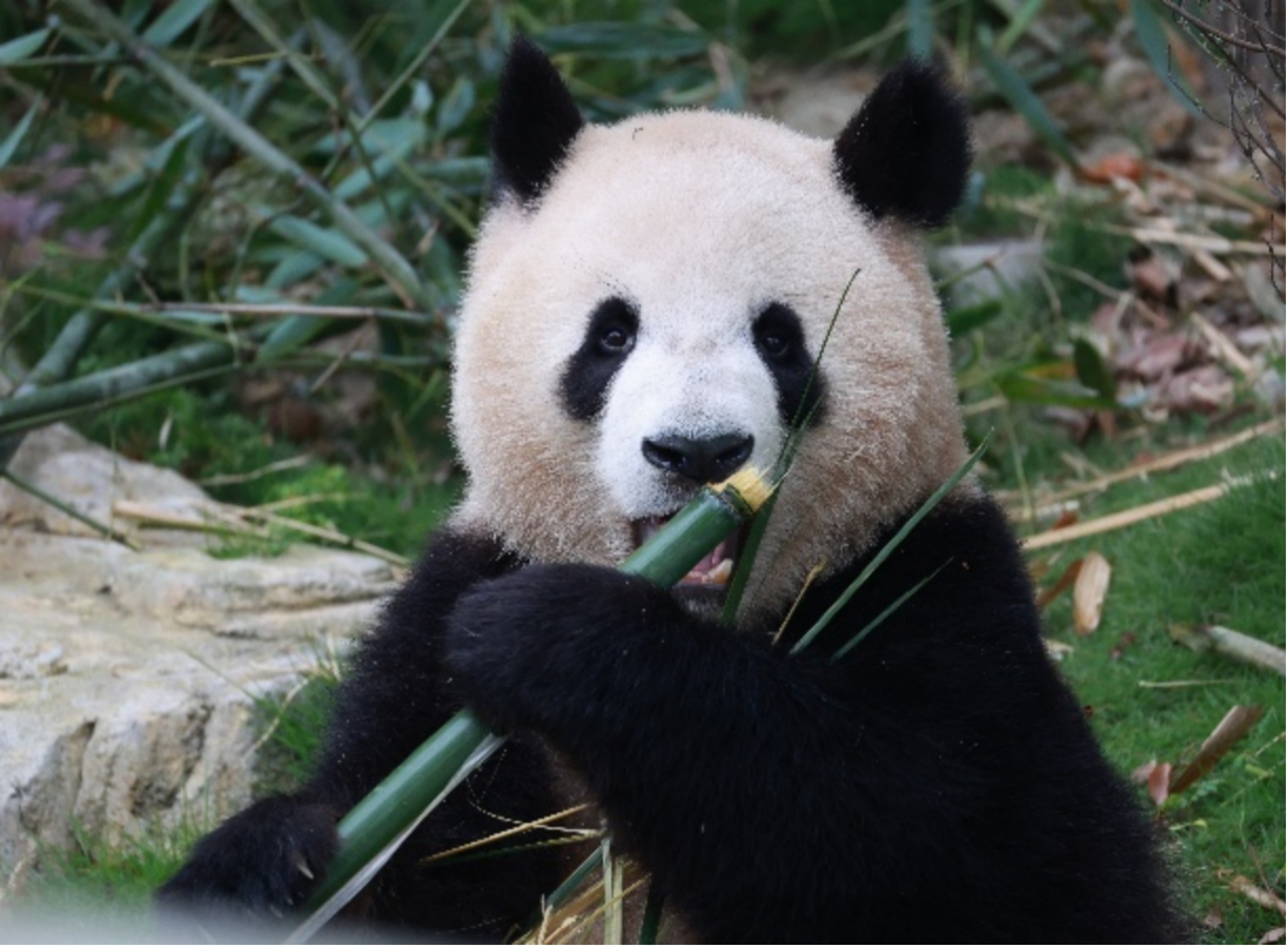 大熊貓「久久」「友友」抵穗 　「國寶迎全運」即將登場