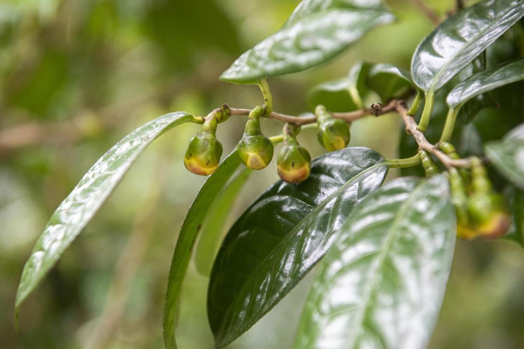 防城港金花茶含苞待放迎花期 特色产业绘就新图景