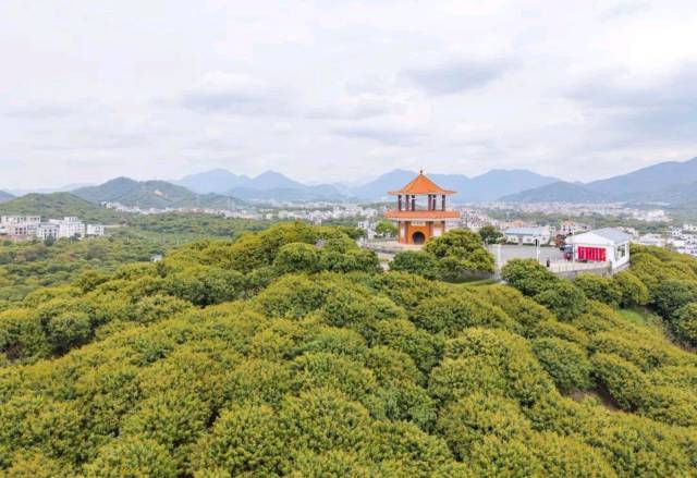 “吃年例 赏荔花 定荔树” 茂名发布荔枝定制倡议书