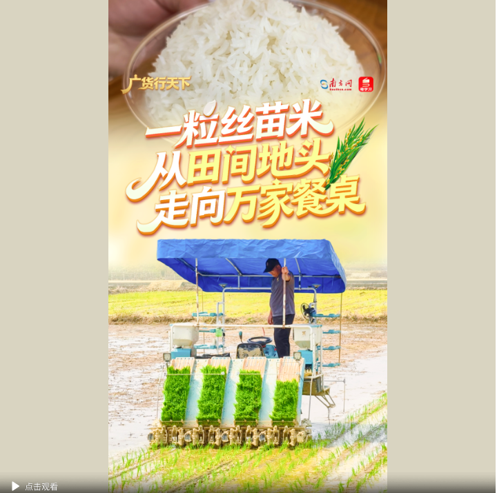 岭南春耕时，丝苗米又踏上了奔赴万家餐桌的路｜广货行天下