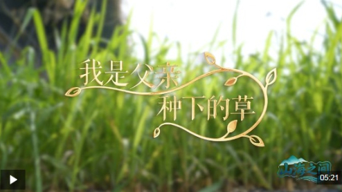 山海之间丨从“干沙滩”到“金沙滩” 一株菌草见证闽宁山海情