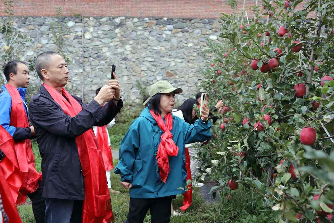藏羌山村结硕果 海外华媒点赞茂县苹果产业振兴路径